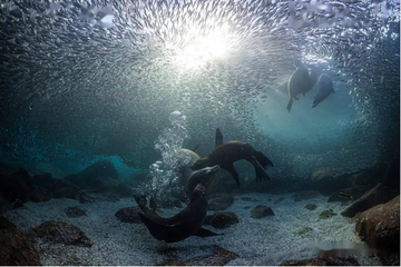 Decoding the Tech Diver's Light System: Why So Many Lights?