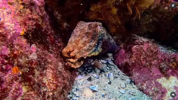 Real user feedback: The SeaLion L12 has become a new favorite among dive videographers. It's an excellent value and I'm already recommending it to my fellow divers!