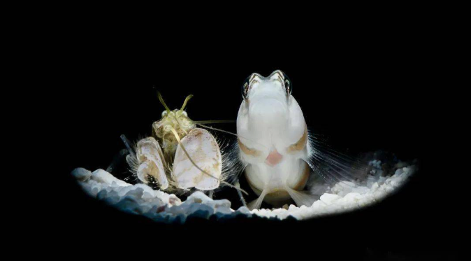 Underwater photography "from 0 to 1" - macro lighting and background processing, black background or color background?