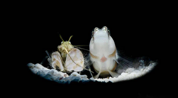 Underwater photography "from 0 to 1" - macro lighting and background processing, black background or color background?