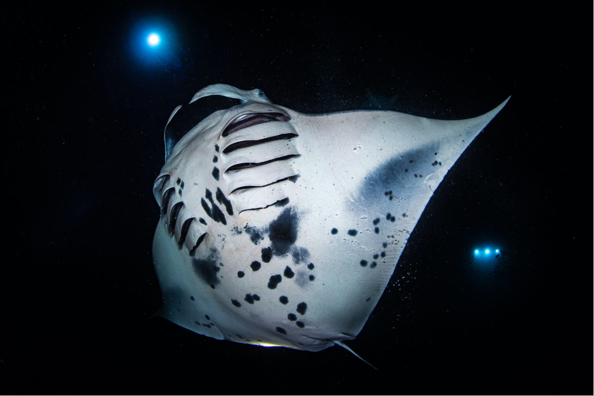 Your Wide Beam is the Night's Canvas: A Creative Guide to Night Diving with Fixed Wide-Angle Lights