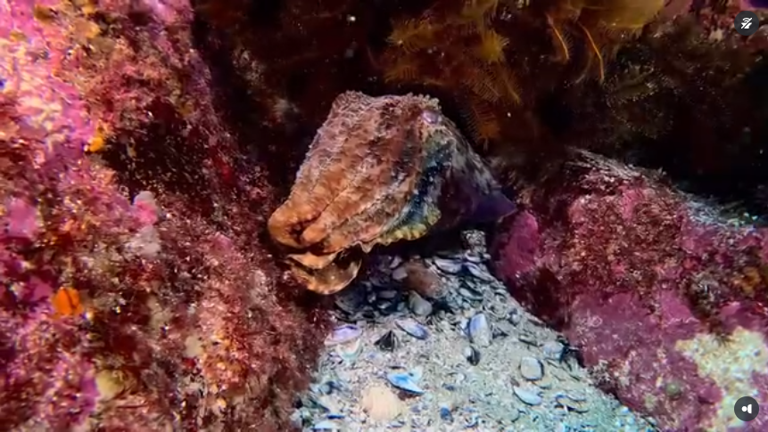 Real user feedback: The SeaLion L12 has become a new favorite among dive videographers. It's an excellent value and I'm already recommending it to my fellow divers!