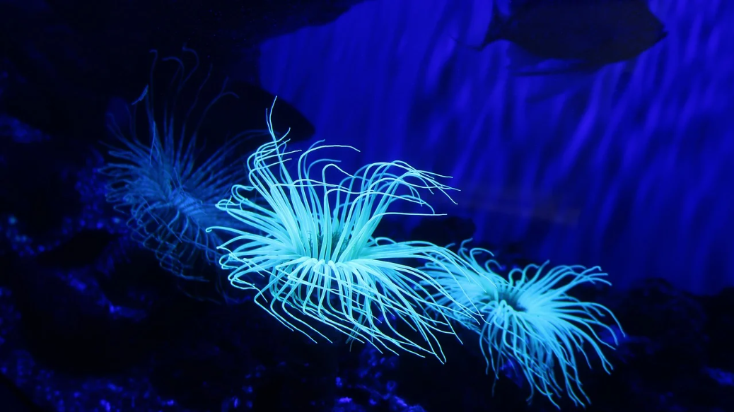 Beyond White Light: Unlock the Hidden Dimensions of Underwater Photography with Blue and Red Light