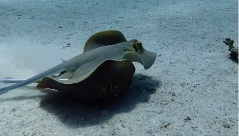 Diving With the Sealion L24: @scuba.earth’s Real-World Test Results